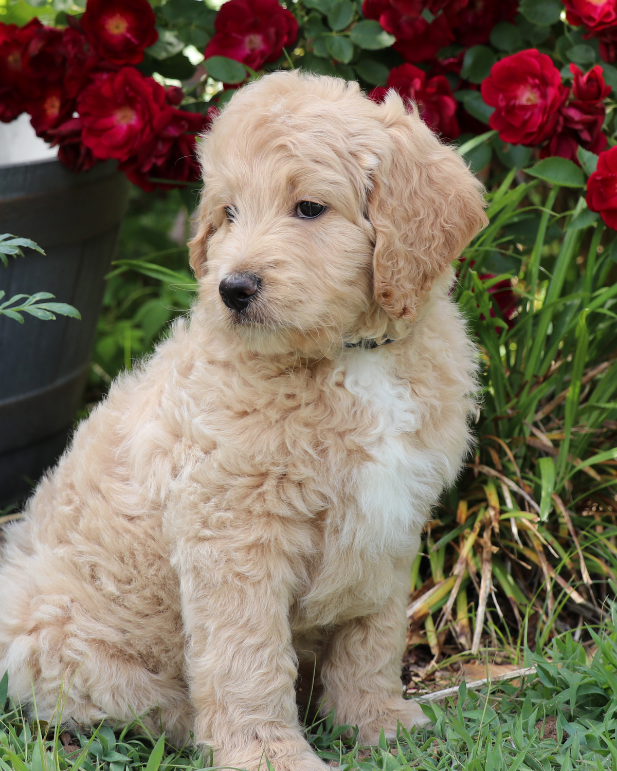 ”Goldendoodle