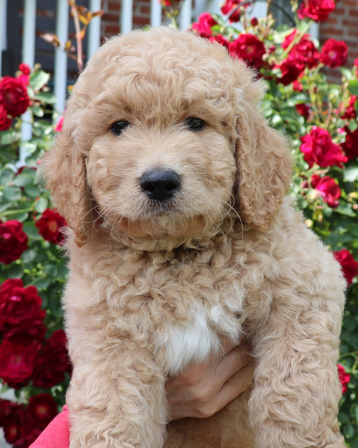 ”Goldendoodle