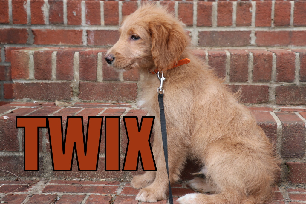 Goldendoodle Puppies for Sale in North Carolina