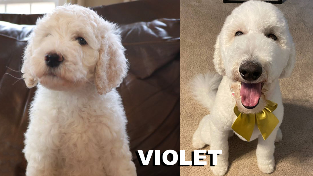 ”Goldendoodle