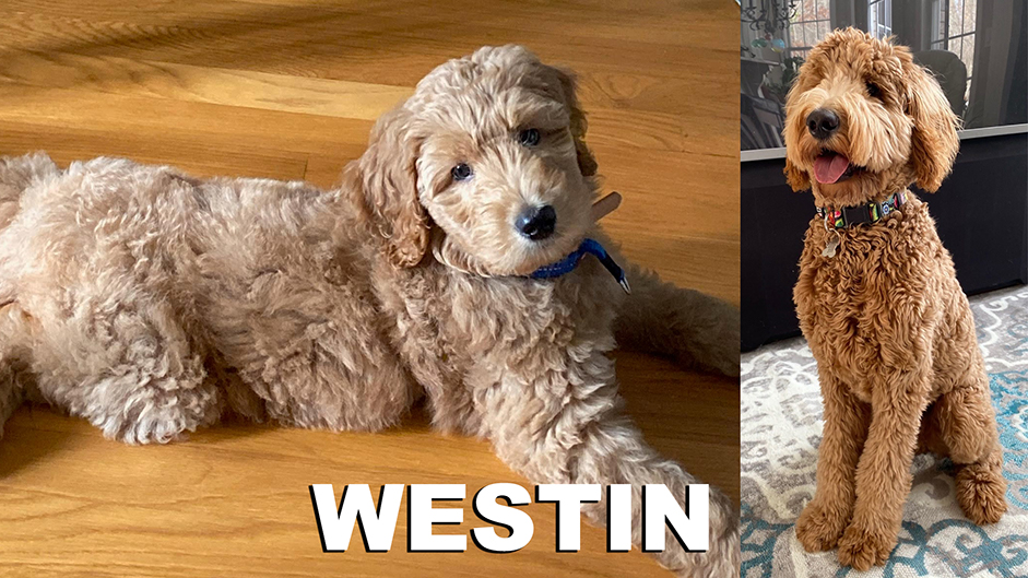”Goldendoodle